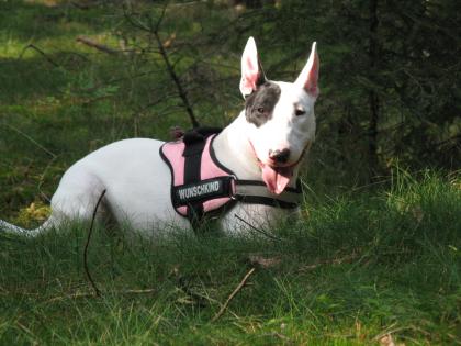 Little-Bandits Miniatur Bullterrier