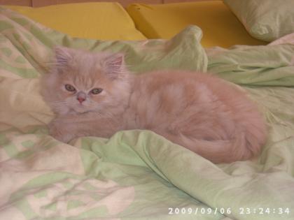 Liebevolles Perser Mix Kitten Kater