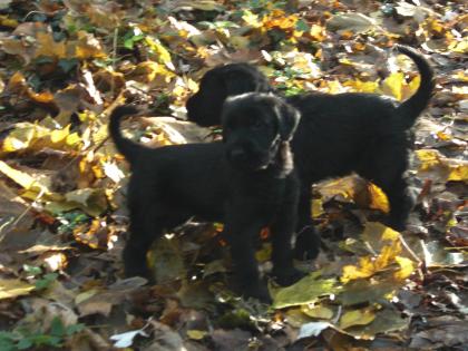Riesenschnauzermädchen