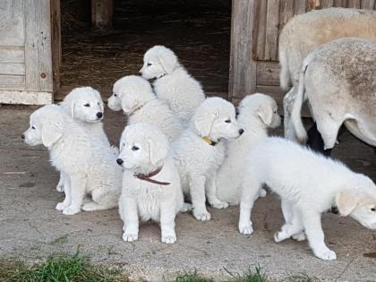 Maremmano Abruzzese Herdenschutzhund