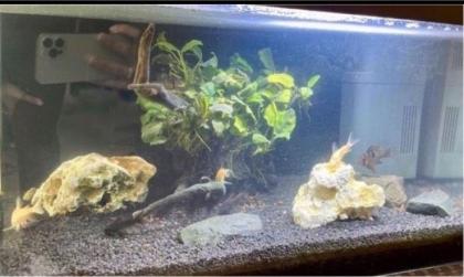 Aquarium Juwel mit Zubehör Komplett