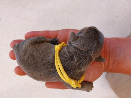 Welpen Französische Bulldoggen