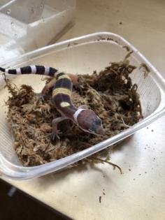 Leopardgeckos aus eigener Nachzucht