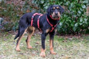 VERONA - weiblich 1 Jahr 52 cm 19 kg Mix Gechipt Kastriert