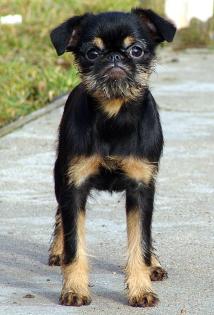 Belgischer Griffon, Brüsseler Griffon, Griffon Petit Brabancon