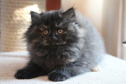THEY ARE, THE BLACK British Longhair