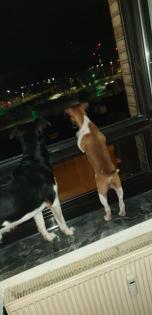 Foxterrier welpe