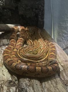 2 Kornnattern mit Terrarium