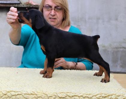 Dobermann, schwarze und braune Welpen mit Ahnentafel FCI