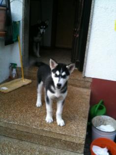 Süßer Husky Welpe Rüde sucht ein liebevolles zuhause