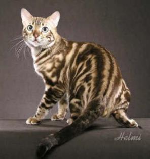 LUXURY Bengal kitten boys mit Pedigree aus USA Linie