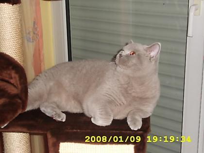 BKH Kater lilac