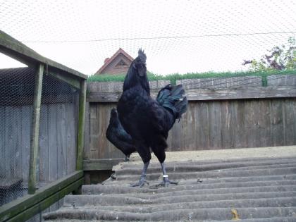 Cemani- Hennen