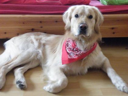 Golden retriever sucht neuen kuschelplatz