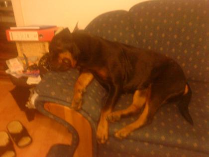 Rottweilerhündin sucht liebevolles zu Hause