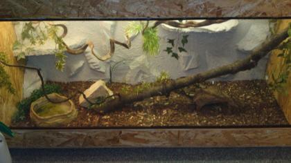 Königspython Terrarium zu Verkaufen
