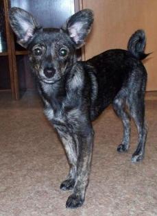 Mischlingshund / w