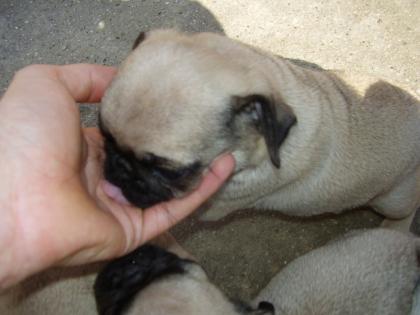 Mops Welpen