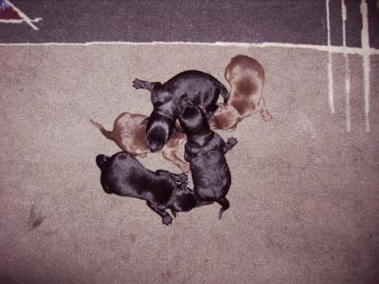 Labrador / Border Collie Mix Welpen