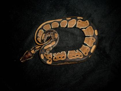 Königspython 100 het albino caramel-albino