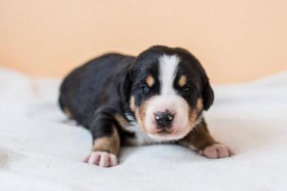 Großen Schweizer Sennenhund Welpen mit Ahnentafel FCI