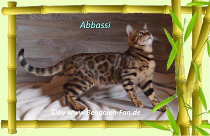 Bengal Kater Abbassi immer gut gelaunt, fröhlich und lieb