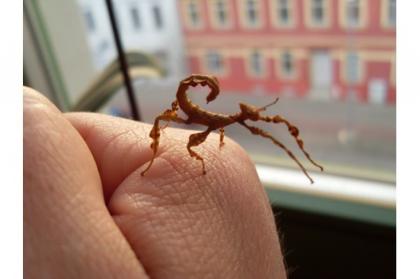 Austr. Gespenstheuschrecken, Extatosoma tiaratum