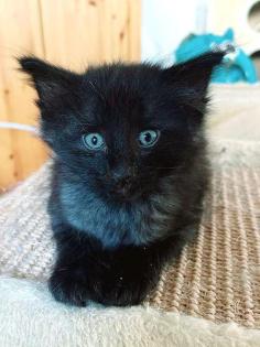 Reinrassige Norwegerkitten mit Ahnentafel