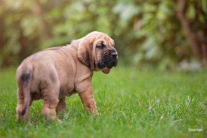 Bloodhound Welpen reinrassig mit Papiere / keine Inzucht Inzest Verpaarung