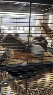 Degu Babys sind bereit für ihr neues Zuhause