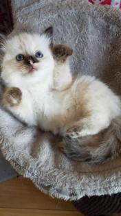 Wunderschöne Ragdoll-Kätzchen,