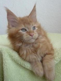 Maine Coon Babys-sehr groß und kräftig