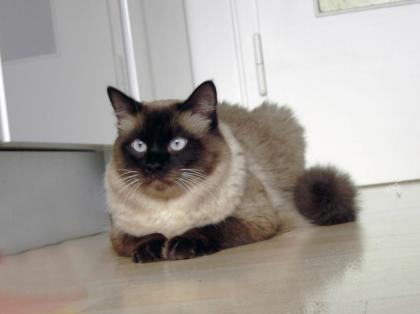Deckkater der Rasse Ragdoll deckt Katzen aller Rassen, auch Hauskatzen