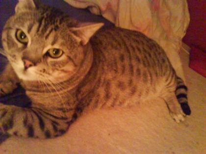 Süßer lieber Bengal Kater.
