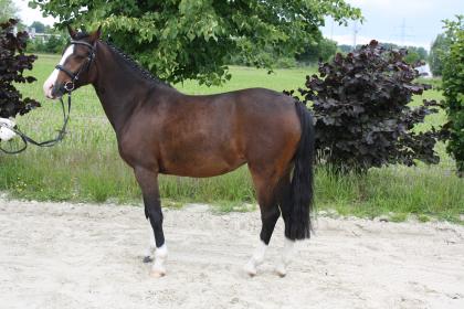 Brave Ponystute von 2021