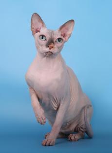 Reinrassige Canadian Sphnyx Katze