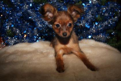 Russische Toy Terrier Welpe