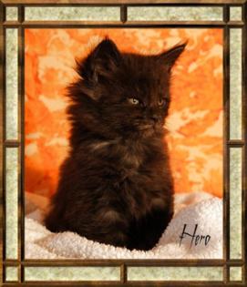 Süsse Kleine Maine Coon Kater