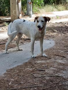 Jewel sucht ein passendes Zuhause