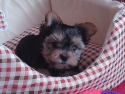 Yorkshire terrier yorki welpen