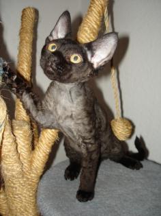 Devon Rex Kitten