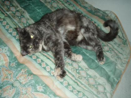 Hübsche BKH-Mixkatze