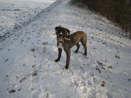 Dogo canario junghund