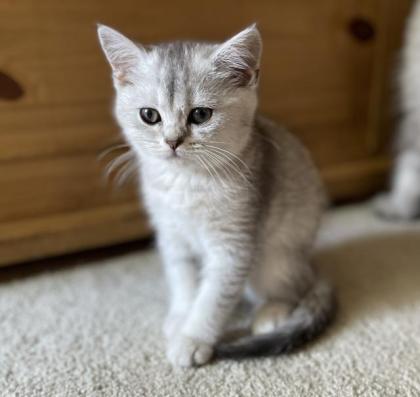 BKH silver shaded Kitten