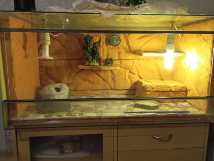 Terrarium, zwei Leopardgeckos