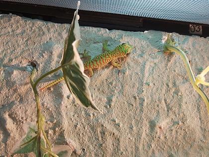 Phelsuma grandis - Madagaskar Taggecko
