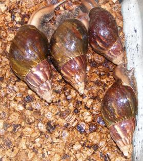 A. fulica RIESENSCHNECKE Achat-SCHNECKE ab 40cent Achatina