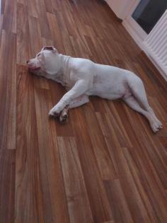 Englishbulldogge