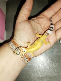 Leopardgecko Weibchen