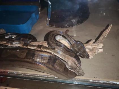 Boas suchen ein neues zu Hause